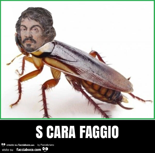 S cara faggio
