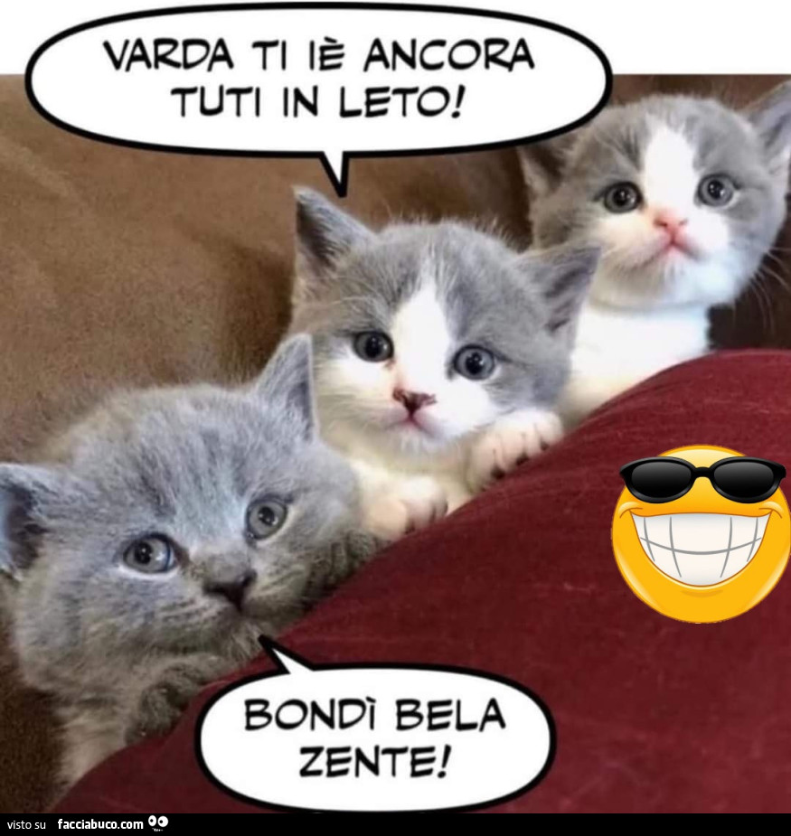 Vaccata