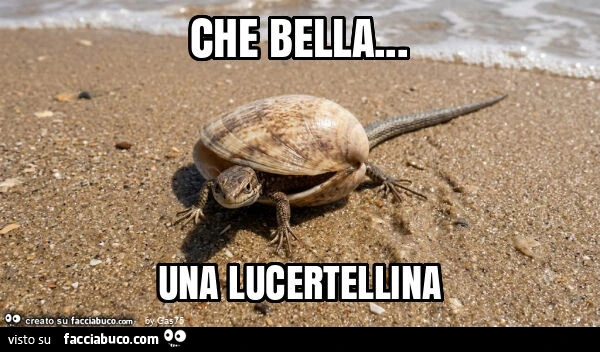 Che bella&hellip; una lucertellina