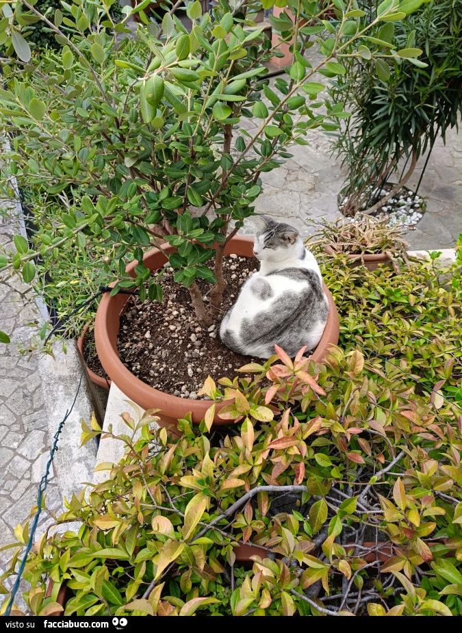 Vaccata