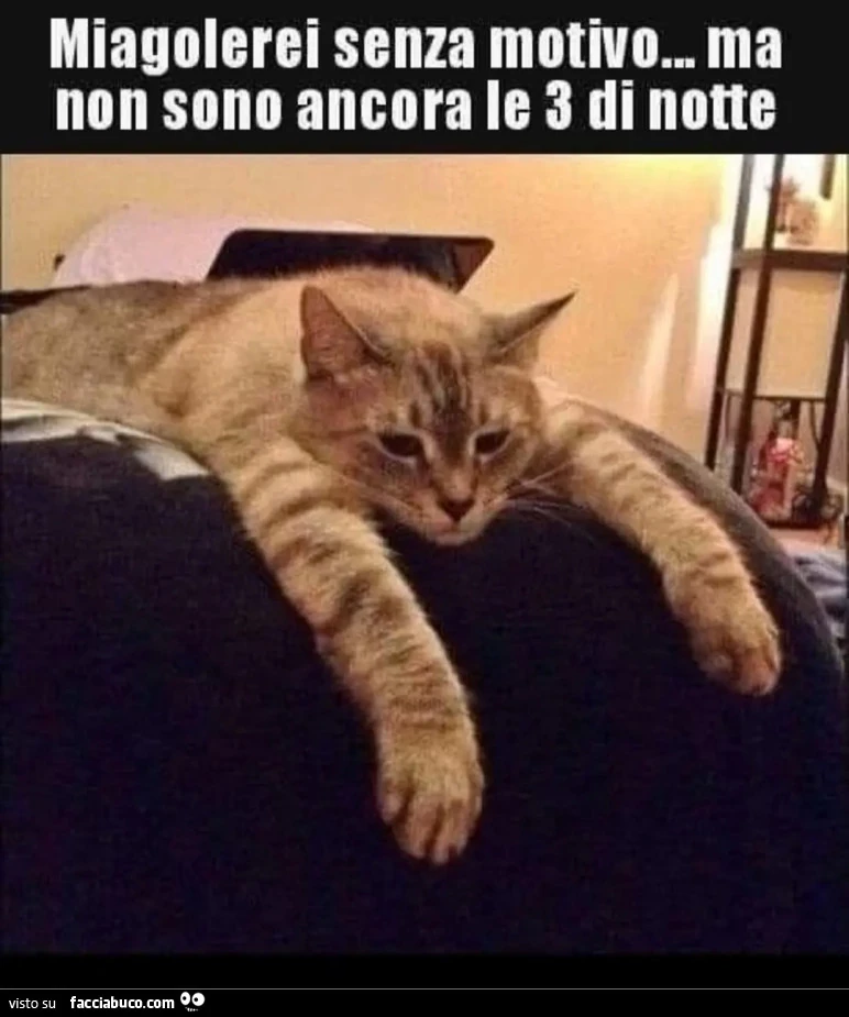 Miagolare