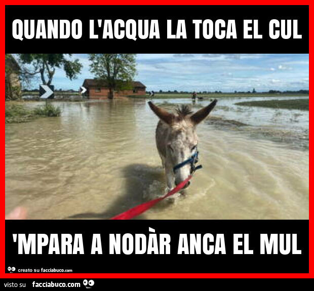 Quando l'acqua la toca el cul 'mpara a nodàr anca el mul