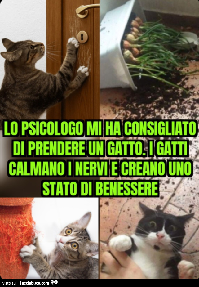 Lo psicologo mi ha consigliato di prendere un gatto. Igatti calmano i nervi e creano uno stato di benessere