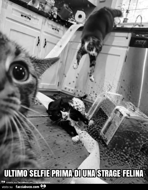 Ultimo selfie prima di una strage felina