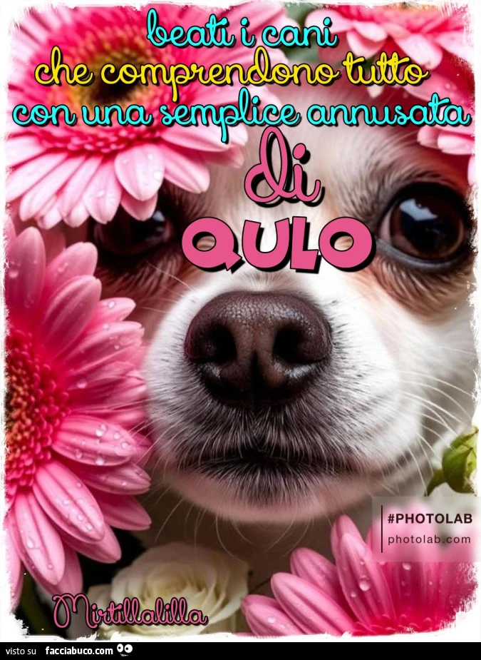 Beati i cani