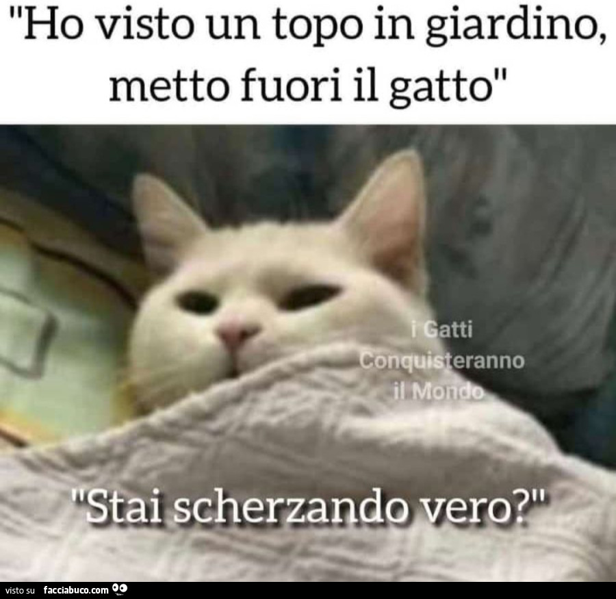 Gatti