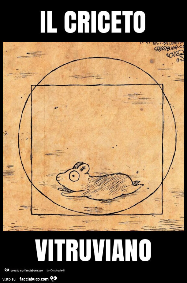 Il criceto vitruviano