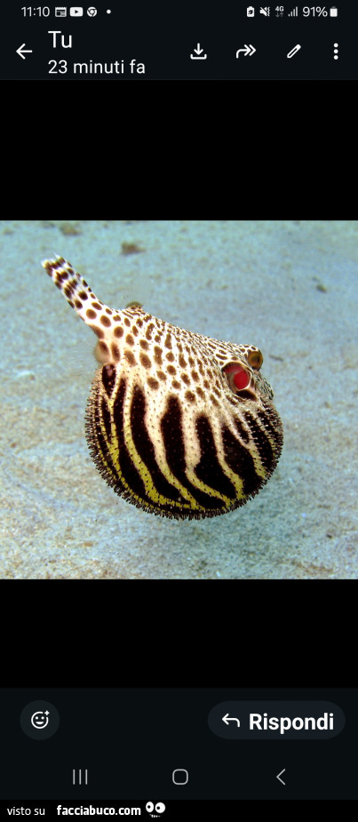 Vaccata
