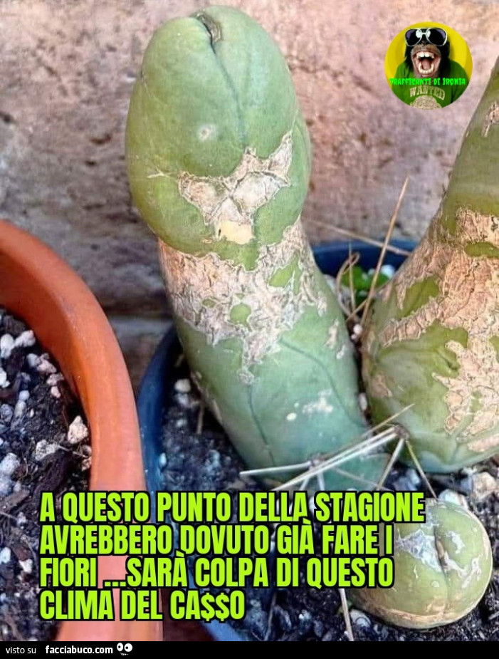 A questo punto della stagione avrebbero dovuto già fare i fiori