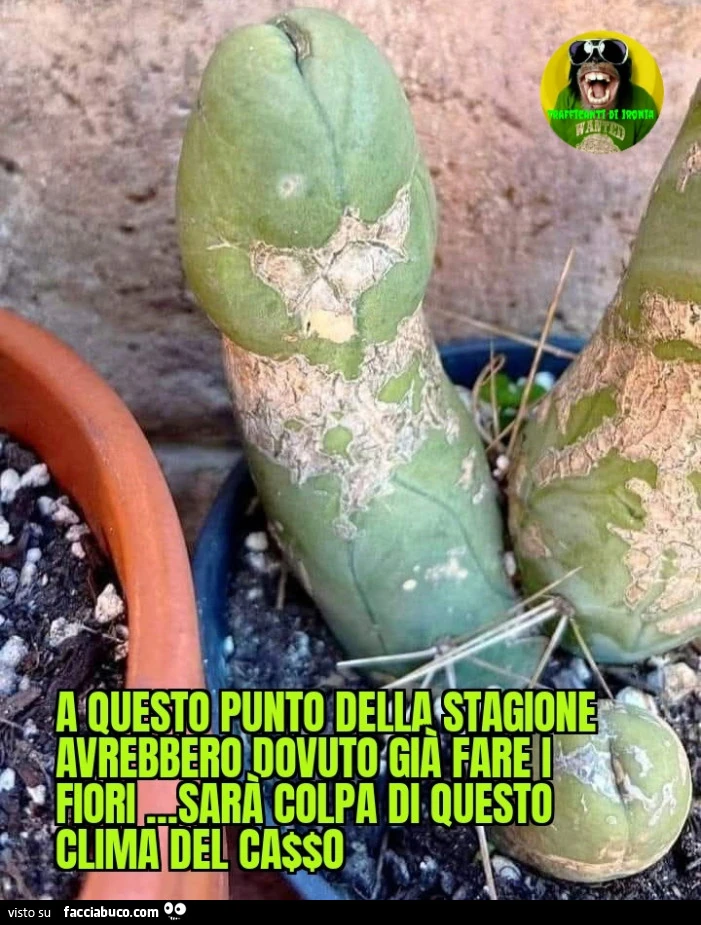 A questo punto della stagione avrebbero dovuto già fare i fiori