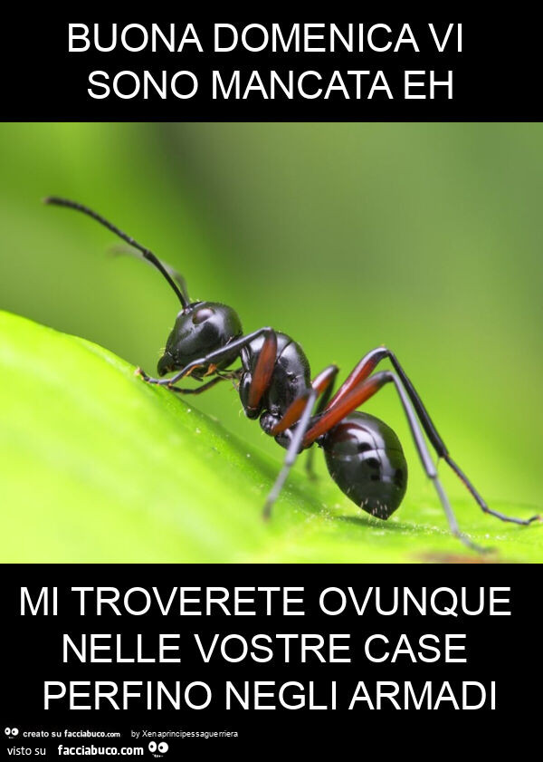 Buona domenica vi sono mancata eh mi troverete ovunque nelle vostre case perfino negli armadi