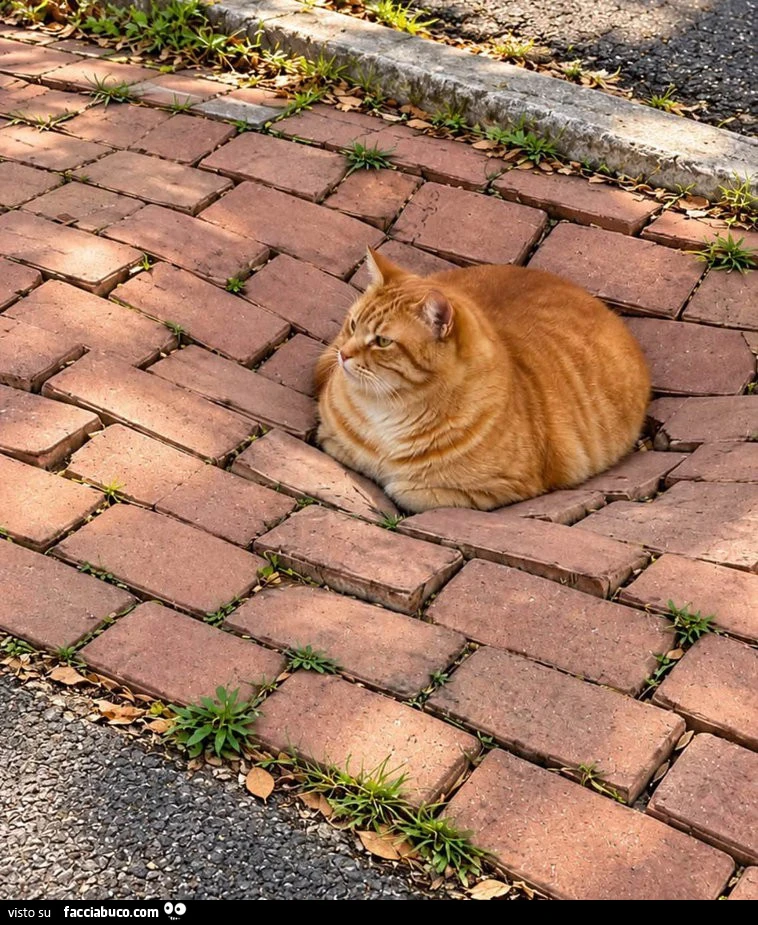 Gravity dei gatti