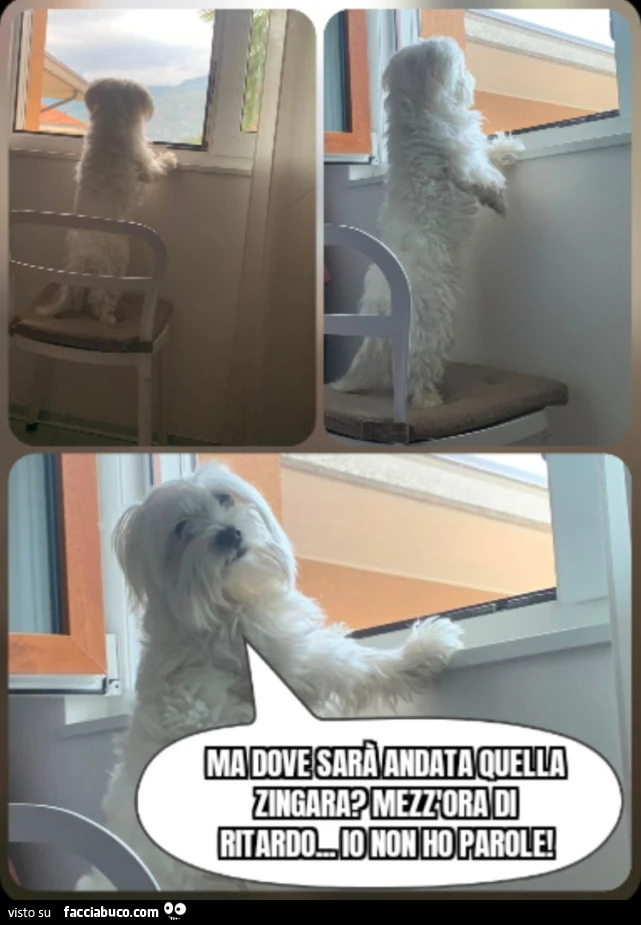 Cane ma dove sarร andata quella zingara mezz'ora di ritardo io non ho parole