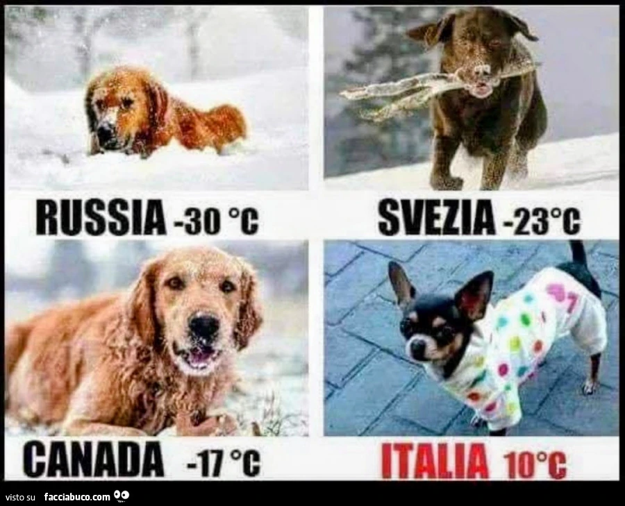 Cani