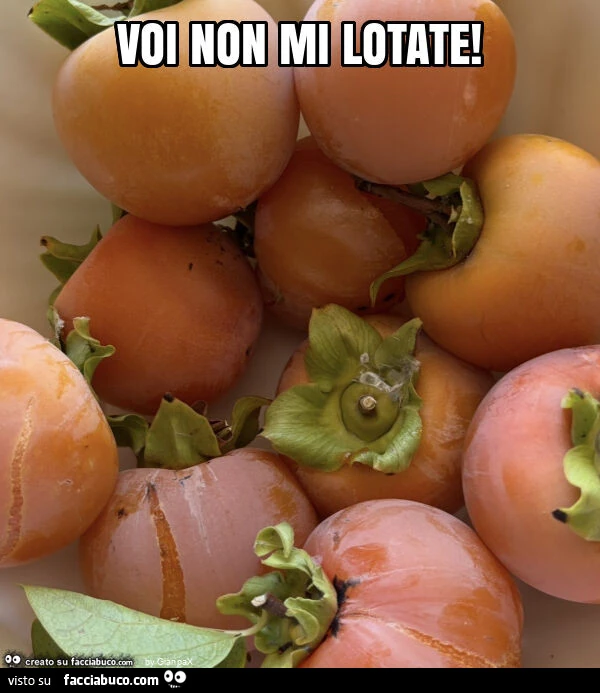 Voi non mi lotate