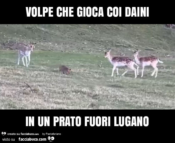 Volpe che gioca coi daini in un prato fuori lugano