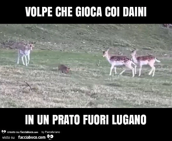 Volpe che gioca coi daini in un prato fuori lugano