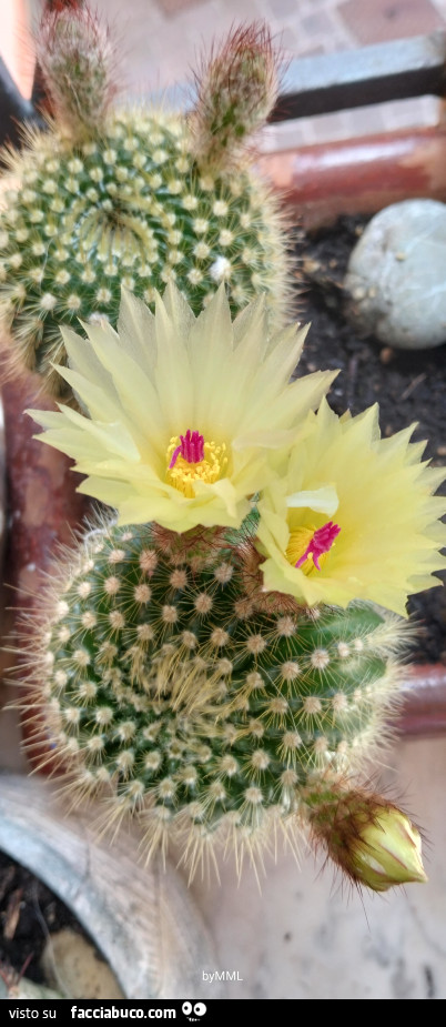 Vaccata