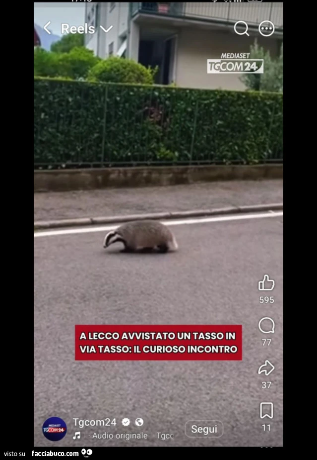 Vaccata