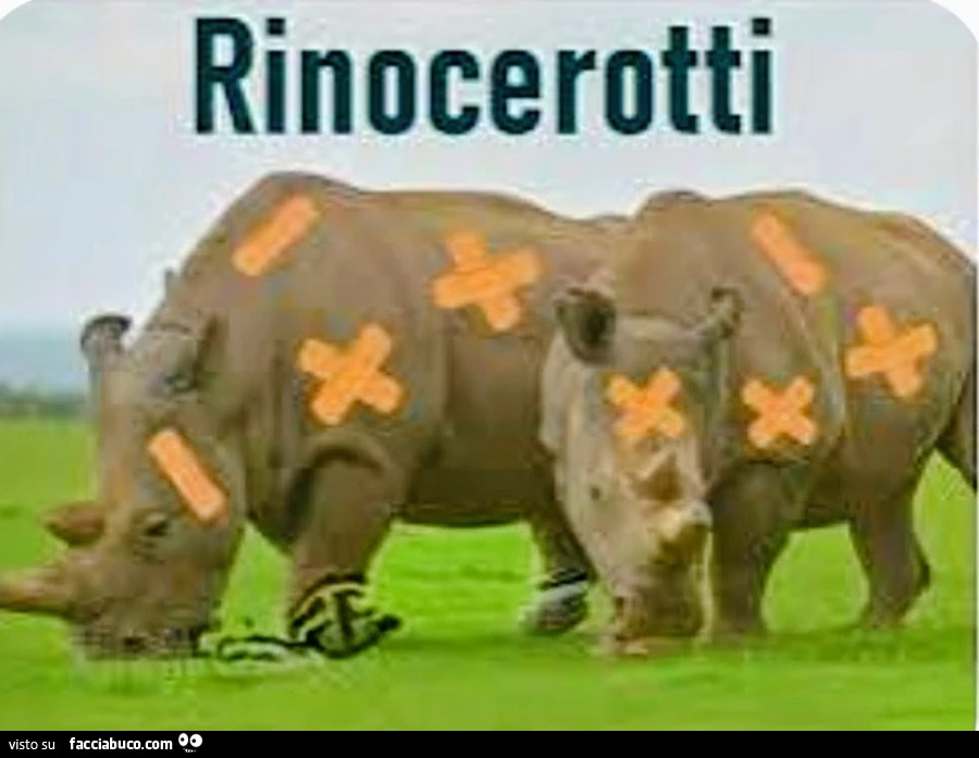 Rino&hellip; ecc