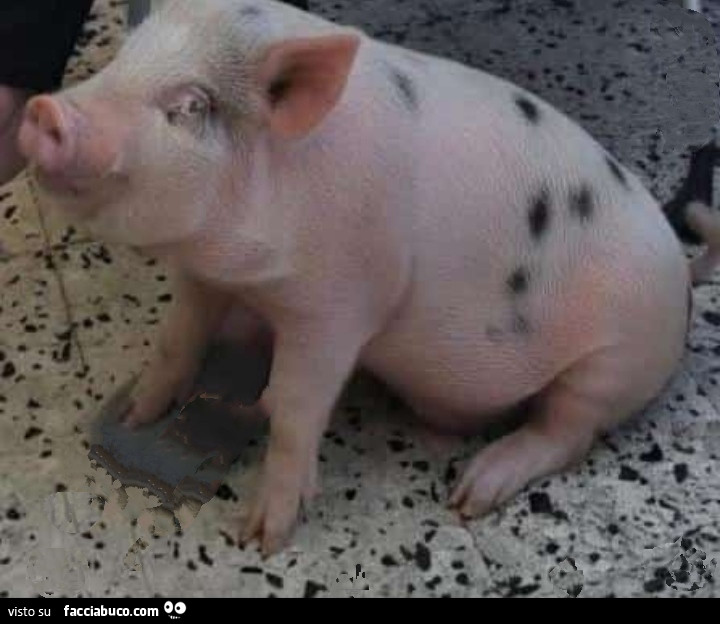 Uomini porci