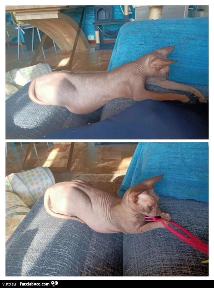 Vaccata