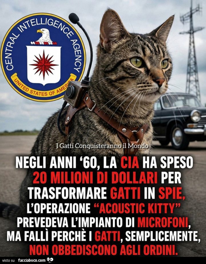 Vaccata