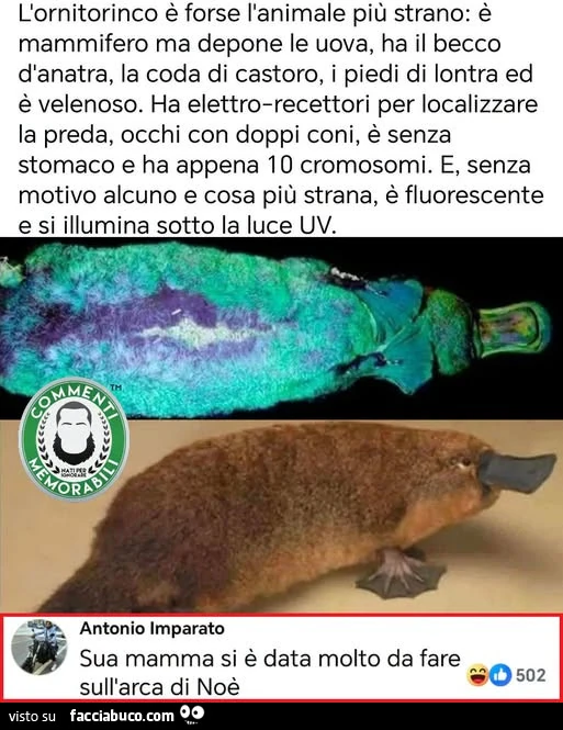 Vaccata