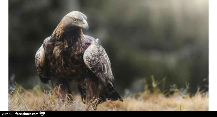 Eagle