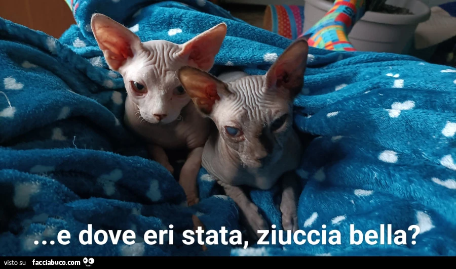 Vaccata