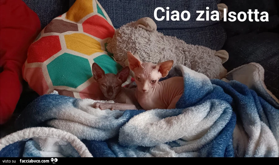 Vaccata