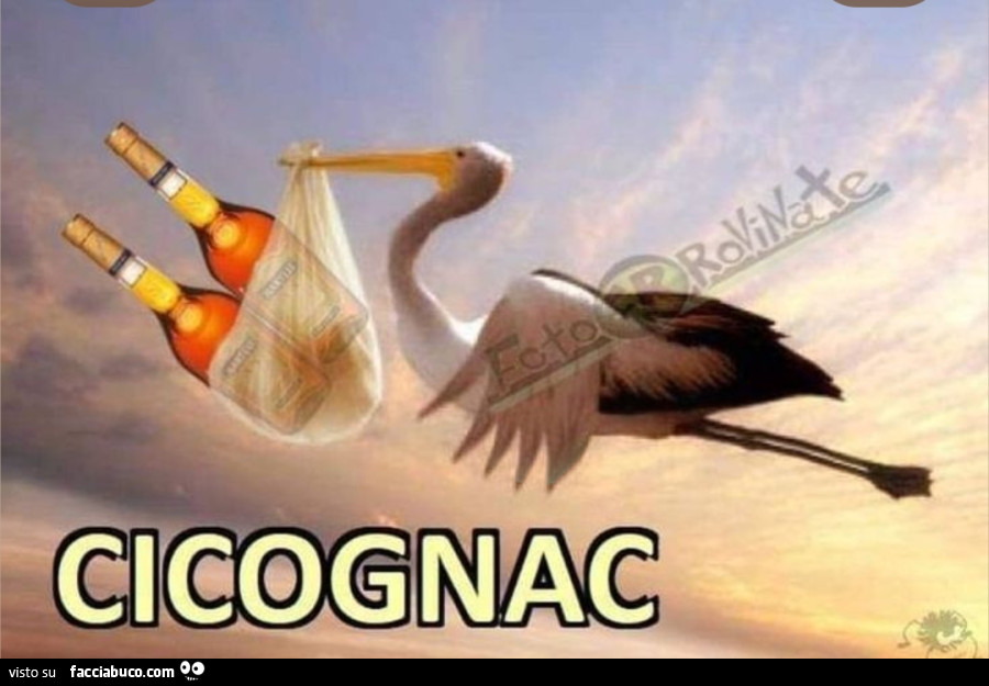 Cicogna