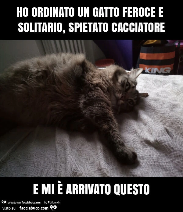 Ho ordinato un gatto feroce e solitario, spietato cacciatore e mi è arrivato questo