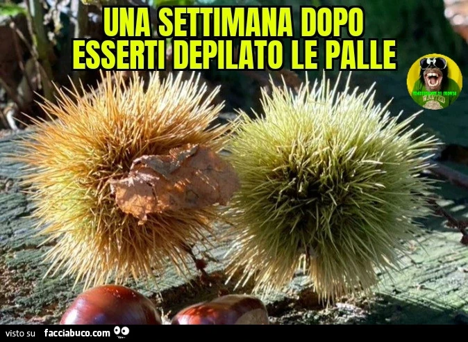 Una settimana dopo esserti depilato le palle
