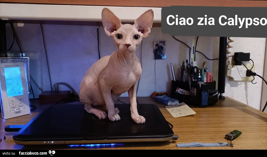 Vaccata