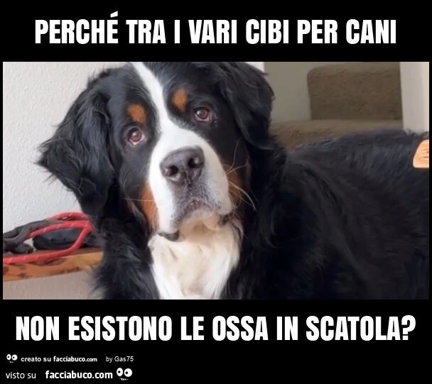 Perché tra i vari cibi per cani non esistono le ossa in scatola?