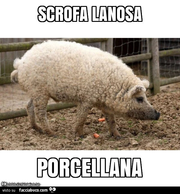 Scrofa lanosa: porcel-lana
