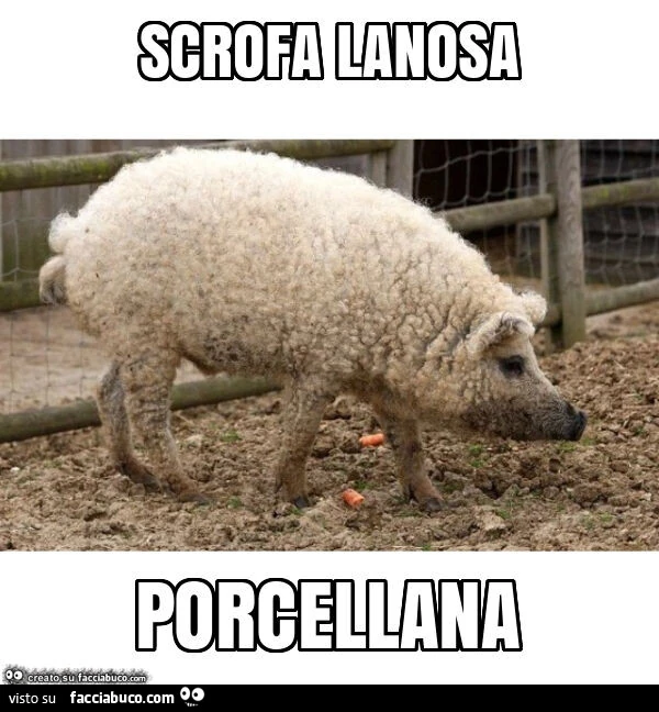 Scrofa lanosa: porcel-lana