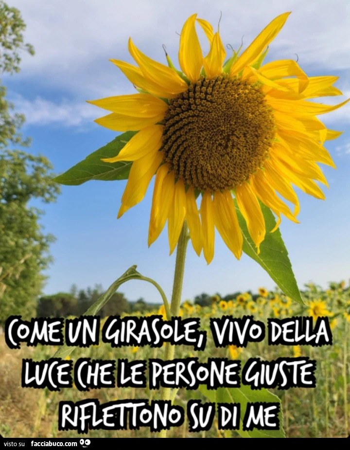 Come un girasole, vivo della luce che le persone giuste riflettono su di me