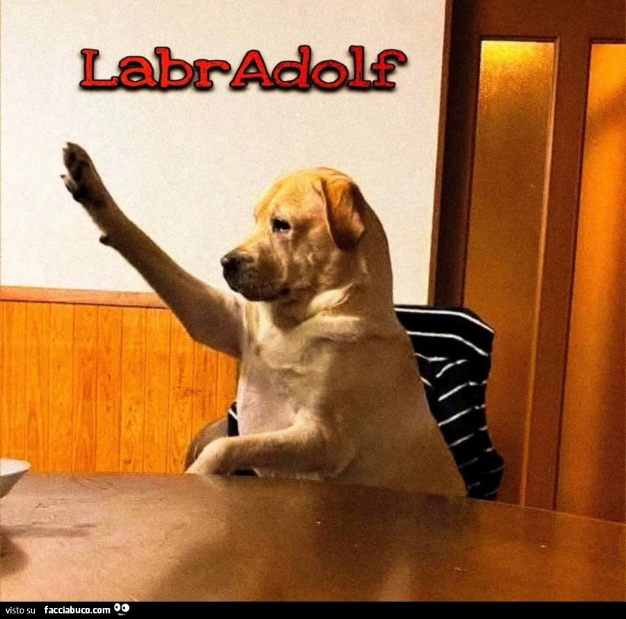 Labradolf