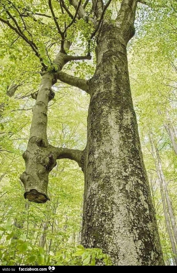 L'albero sulla sinistra รจ stato tagliato qualche anno fa, ma รจ rimasto in vita grazie all'albero accanto. La Natura cura da sola le ferite che noi le infliggiamo