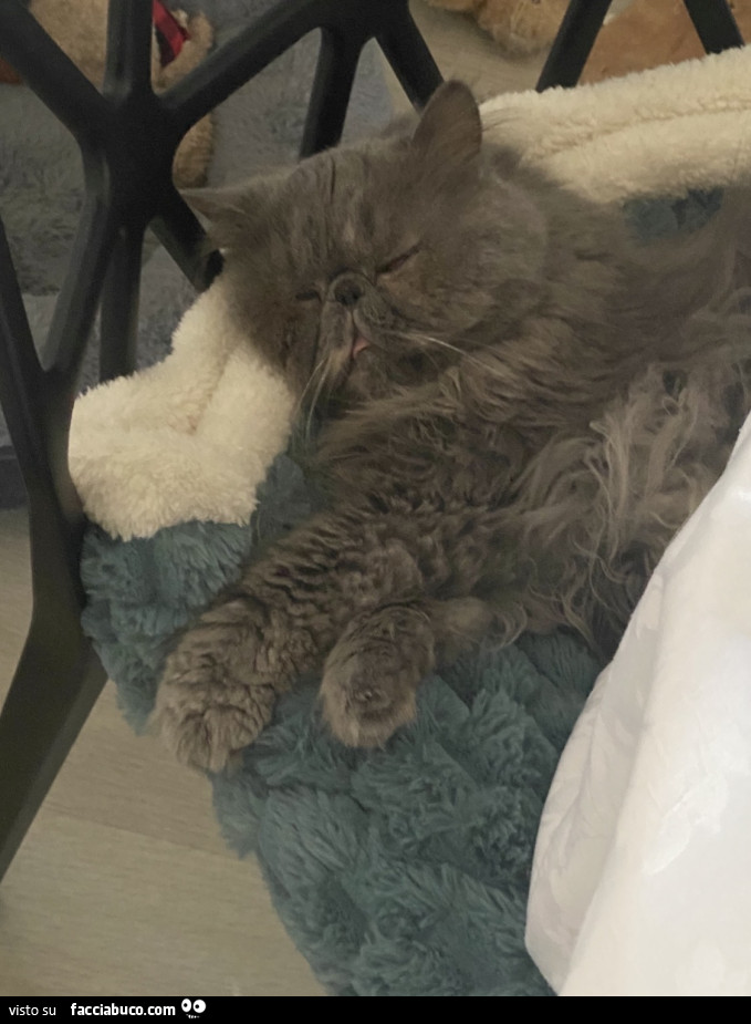 Gatti