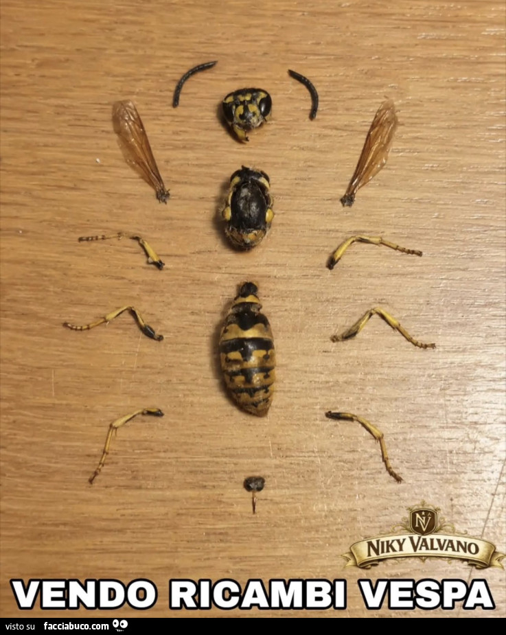 Vaccata