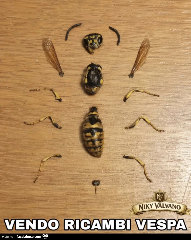 Vaccata