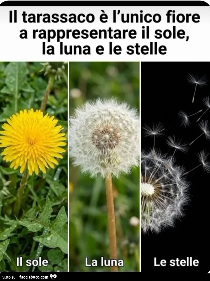 Tarassaco