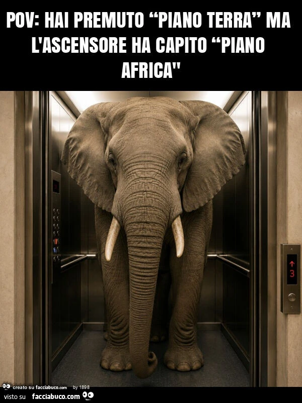 Pov: hai premuto “piano terra” ma l'ascensore ha capito “piano africa"