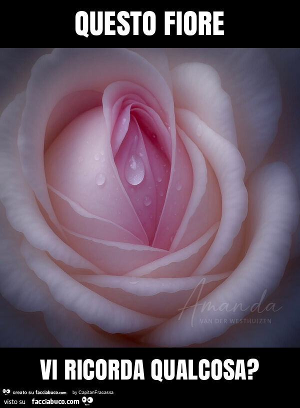 Questo fiore vi ricorda qualcosa?