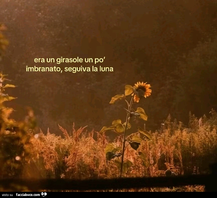 Era un girasole un po' imbranato, seguiva la luna