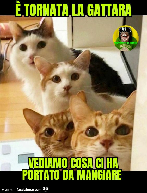 È tornata la gattara vediamo cosa ci ha portato da mangiare
