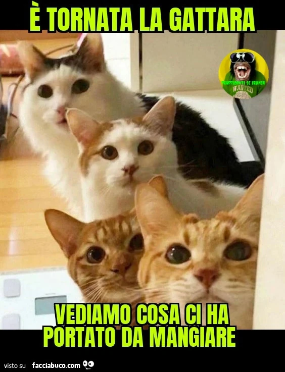 ร tornata la gattara vediamo cosa ci ha portato da mangiare